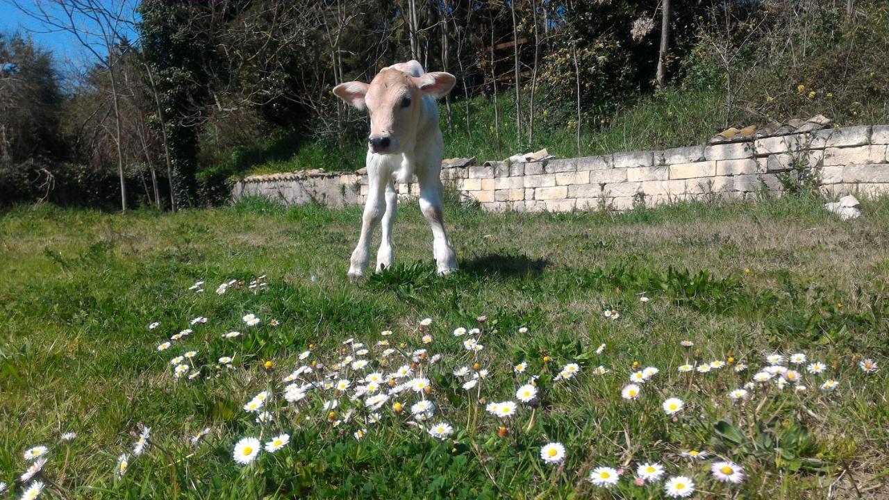 Masseria La Fiorita มาเตรา ภายนอก รูปภาพ